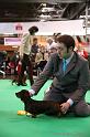 Crufts2011_2 1272